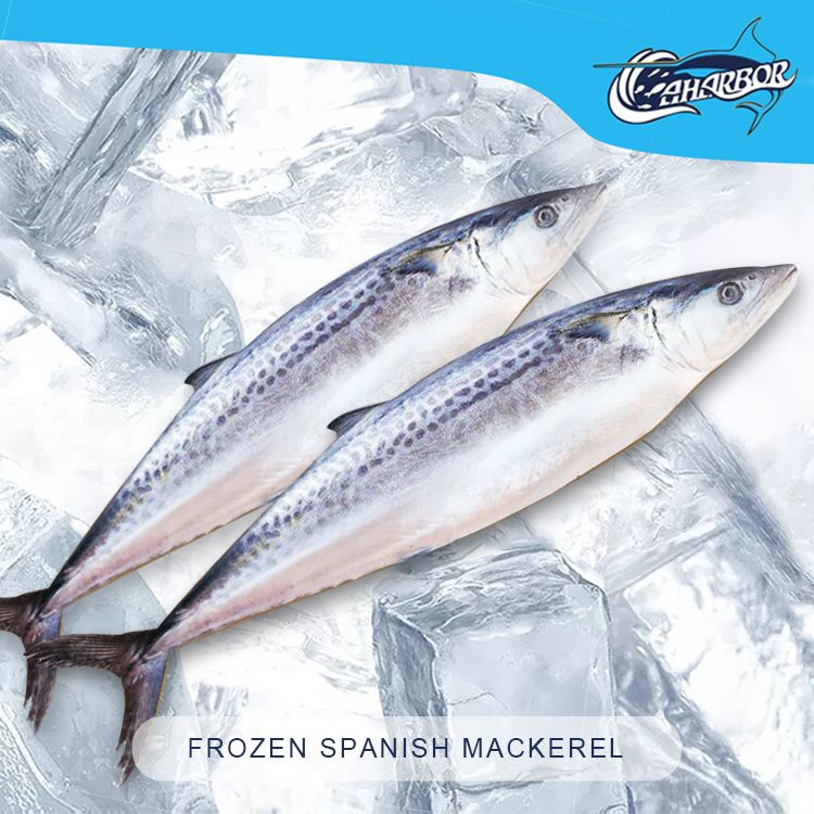 المجمدة الماكريل الإسبانية WR