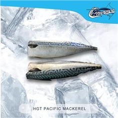 HGT المحيط الهادئ الماكريل