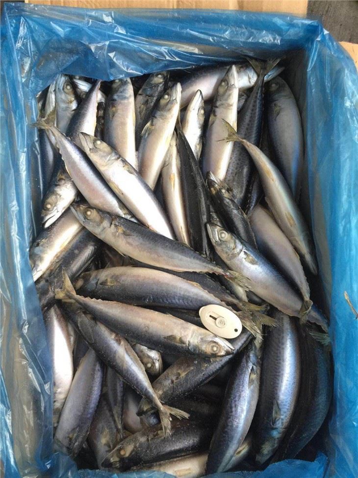 Atlantic Chub Mackerel