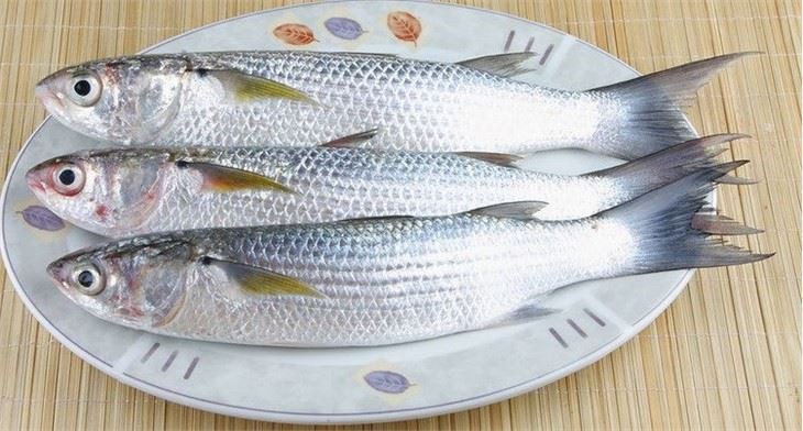 Grey Mullet