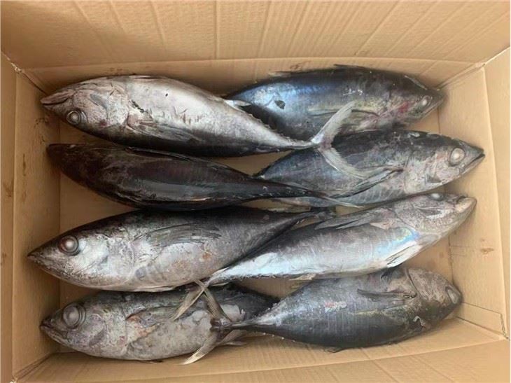 Frozen Long Tail Tuna Fish