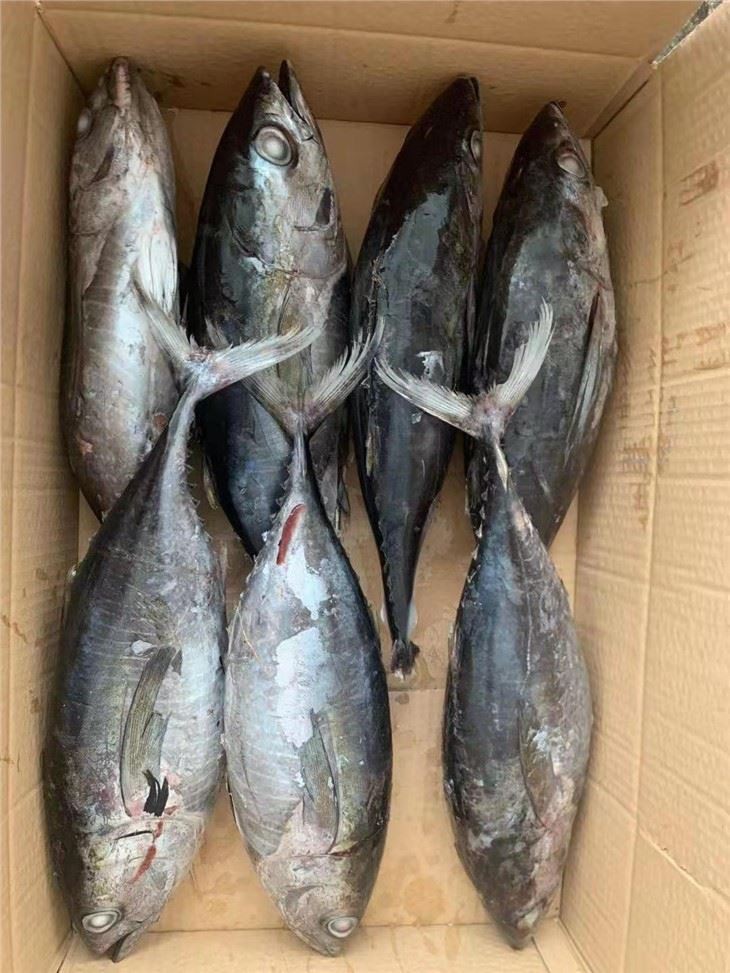 Frozen Long Tail Tuna Fish