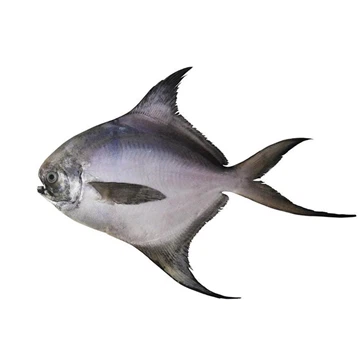 بومفريت فضي