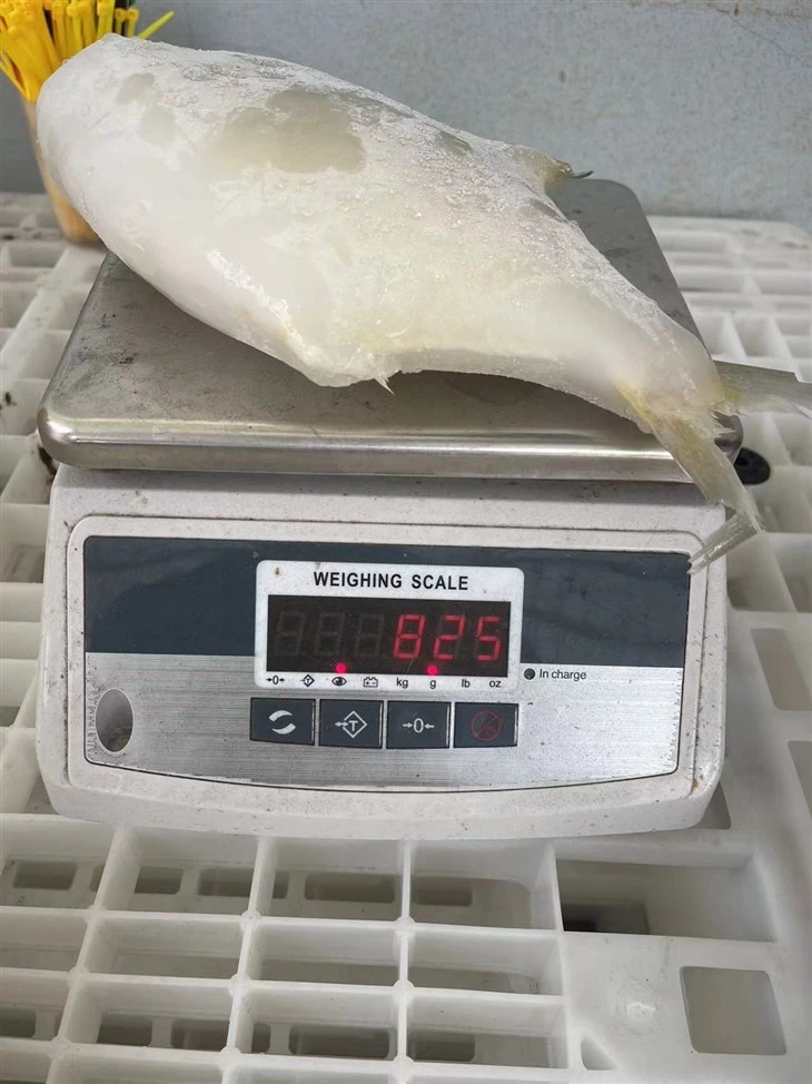 Frozen Fish For Golden Pompano