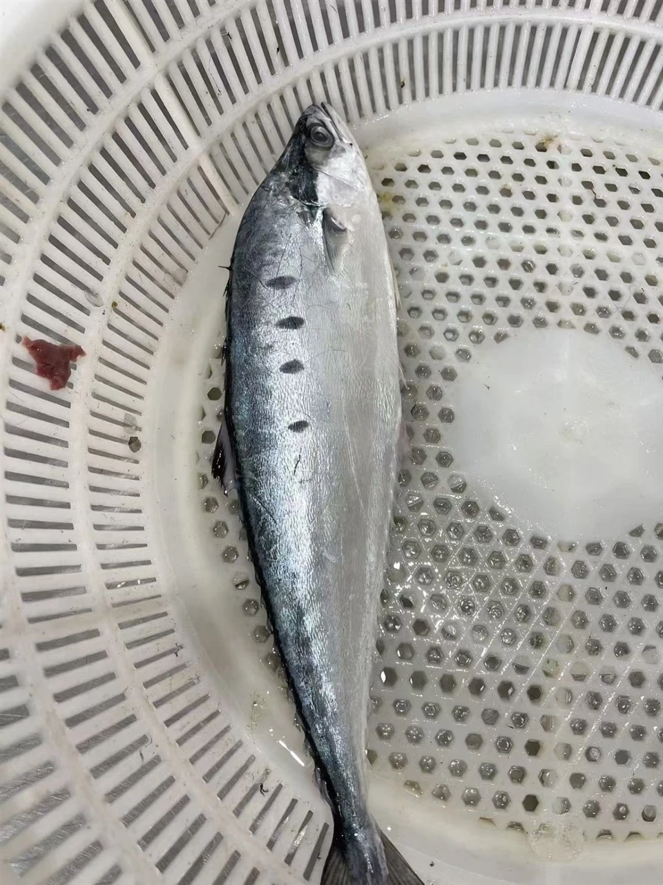 Frozen Queen Fish WR