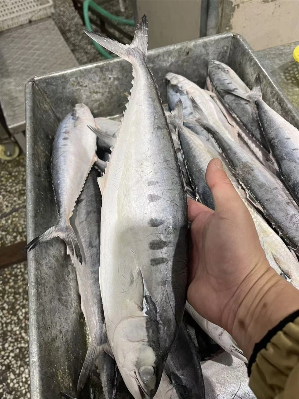 Frozen Queen Fish WR