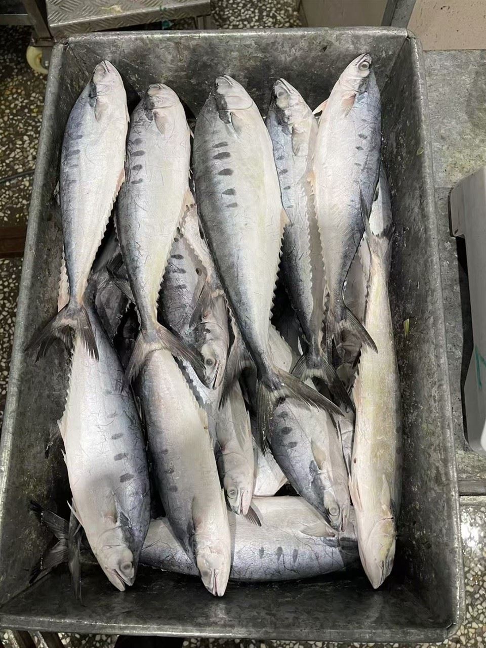 Frozen Queen Fish WR