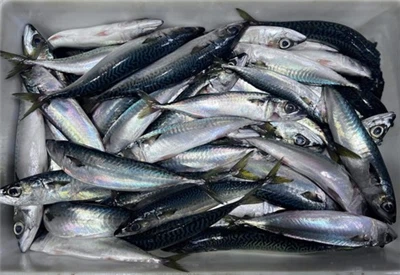 سوق الماكريل المجمد ينمو في كوريا