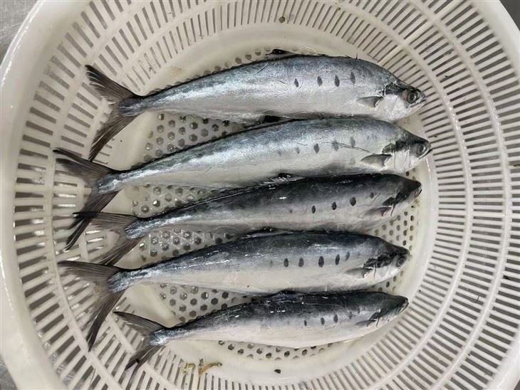 مجمدة ملكة الأسماك wr